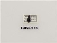 藏品(步行蟲(2))的圖片